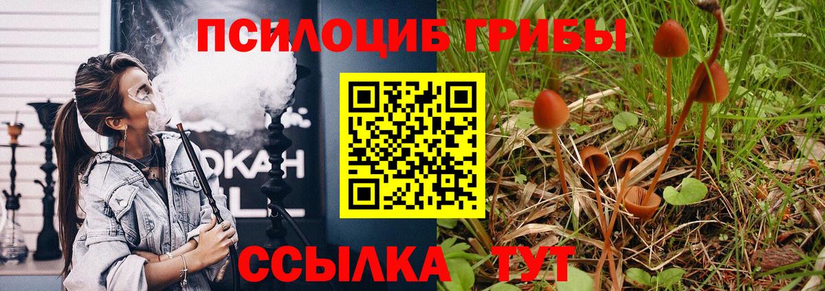 Псилоцибиновые грибы Psilocybe Гуково